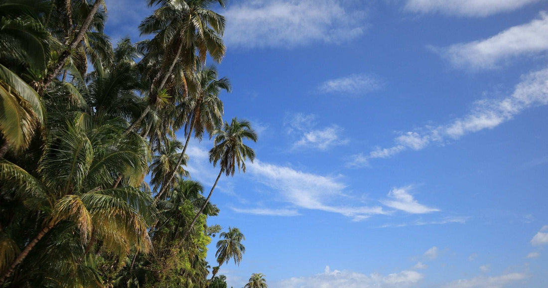Palm-lined white-sand beach meeting turquoise Caribbean water in Bocas del Toro, Panama