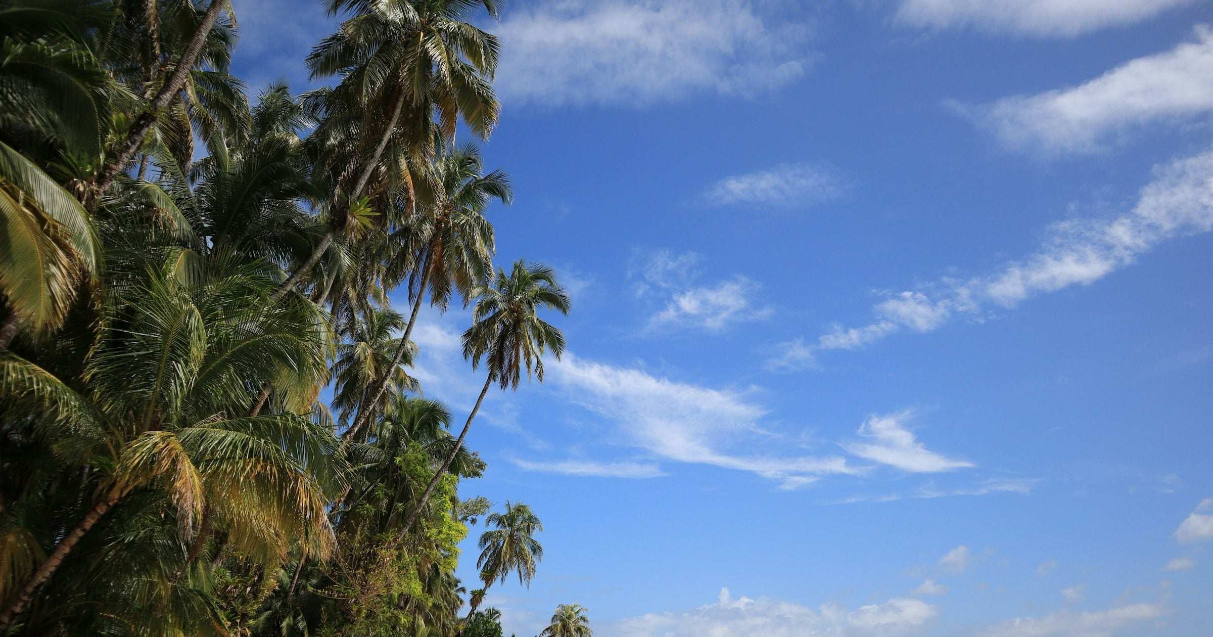 Palm-lined white-sand beach meeting turquoise Caribbean water in Bocas del Toro, Panama