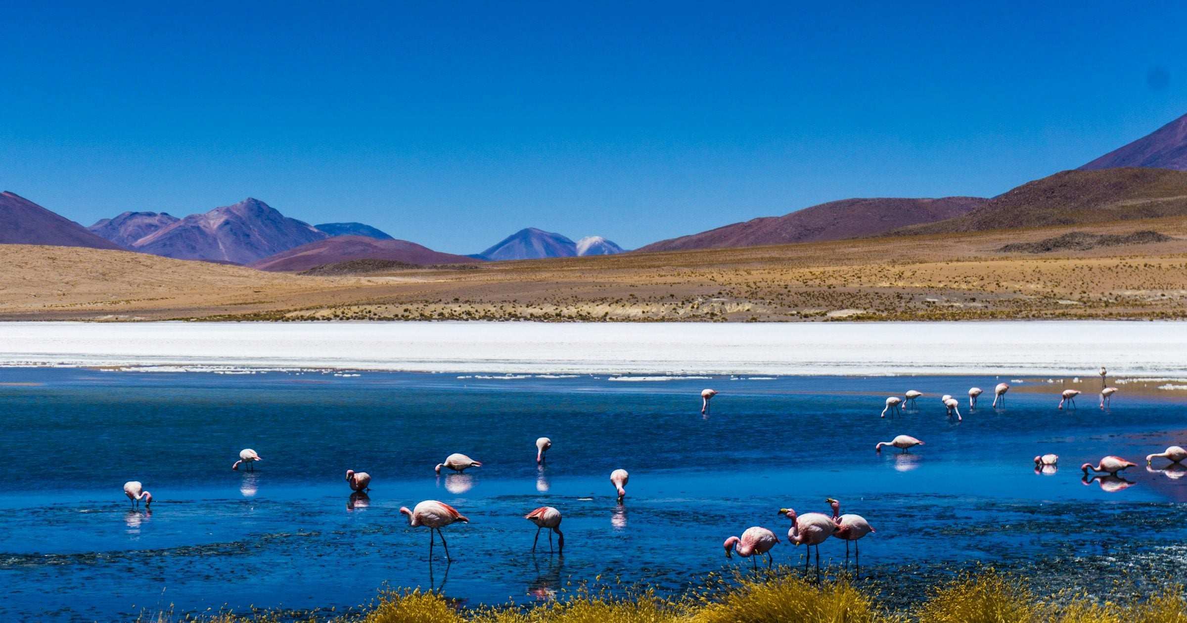 Flamingos wading in a turquoise altiplano lagoon with the Andes mountains beyond, South America