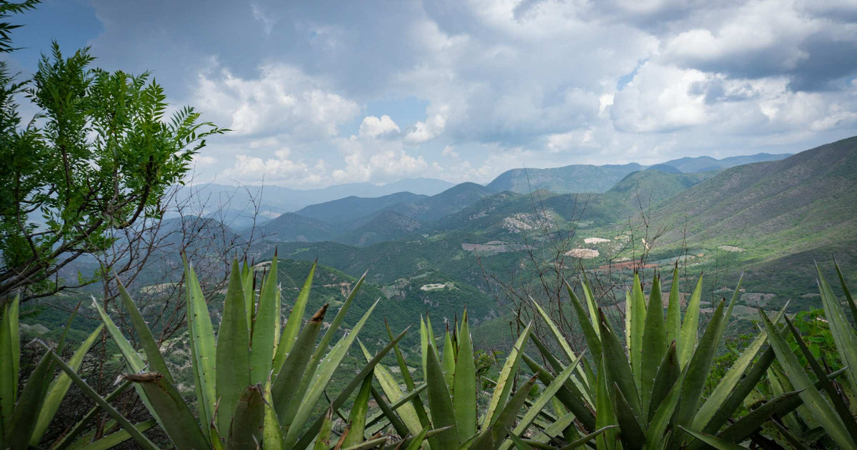 Agave plants overlooking a green mountain valley under scattered clouds in Mexico