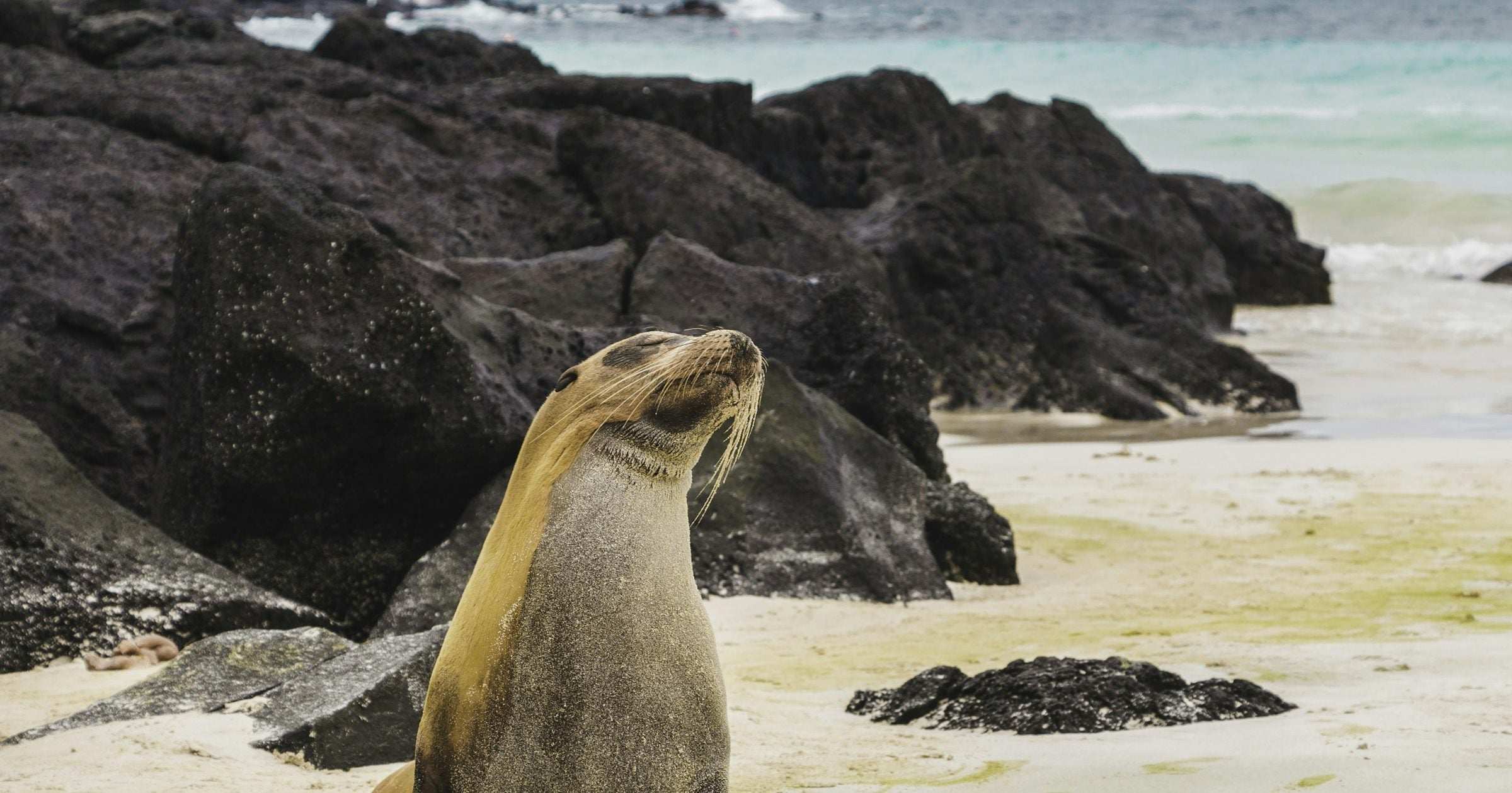 Galapagos sea lion sitting on a sandy beach against black volcanic rocks, Ecuador