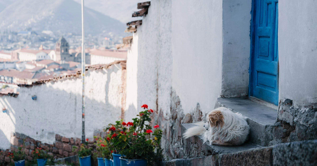 A fluffy white dog rests on stone steps beside a bright blue door in a Cusco lane overlooking the old town.