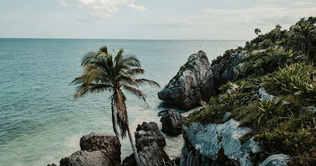 Tulum cliffside palm tree and turquoise Caribbean coast in Mexico's Riviera Maya — popular destination for travellers staying connected with a Mexico eSIM.