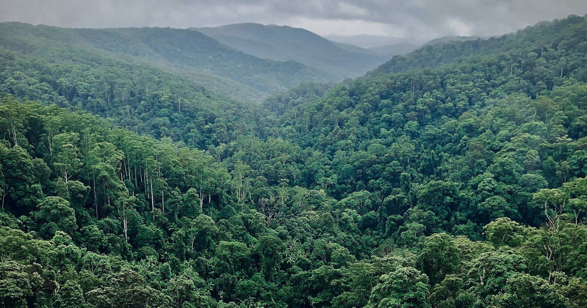 Aerial view of dense tropical rainforest canopy, as in Ecuador's Amazon region