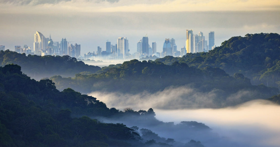 Panama City skyline rising through morning mist above the rainforest, seen from the hills outside the city