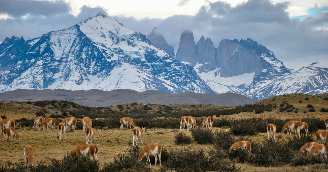 Guanacos grazing in front of the snow-capped Torres del Paine peaks in Patagonia