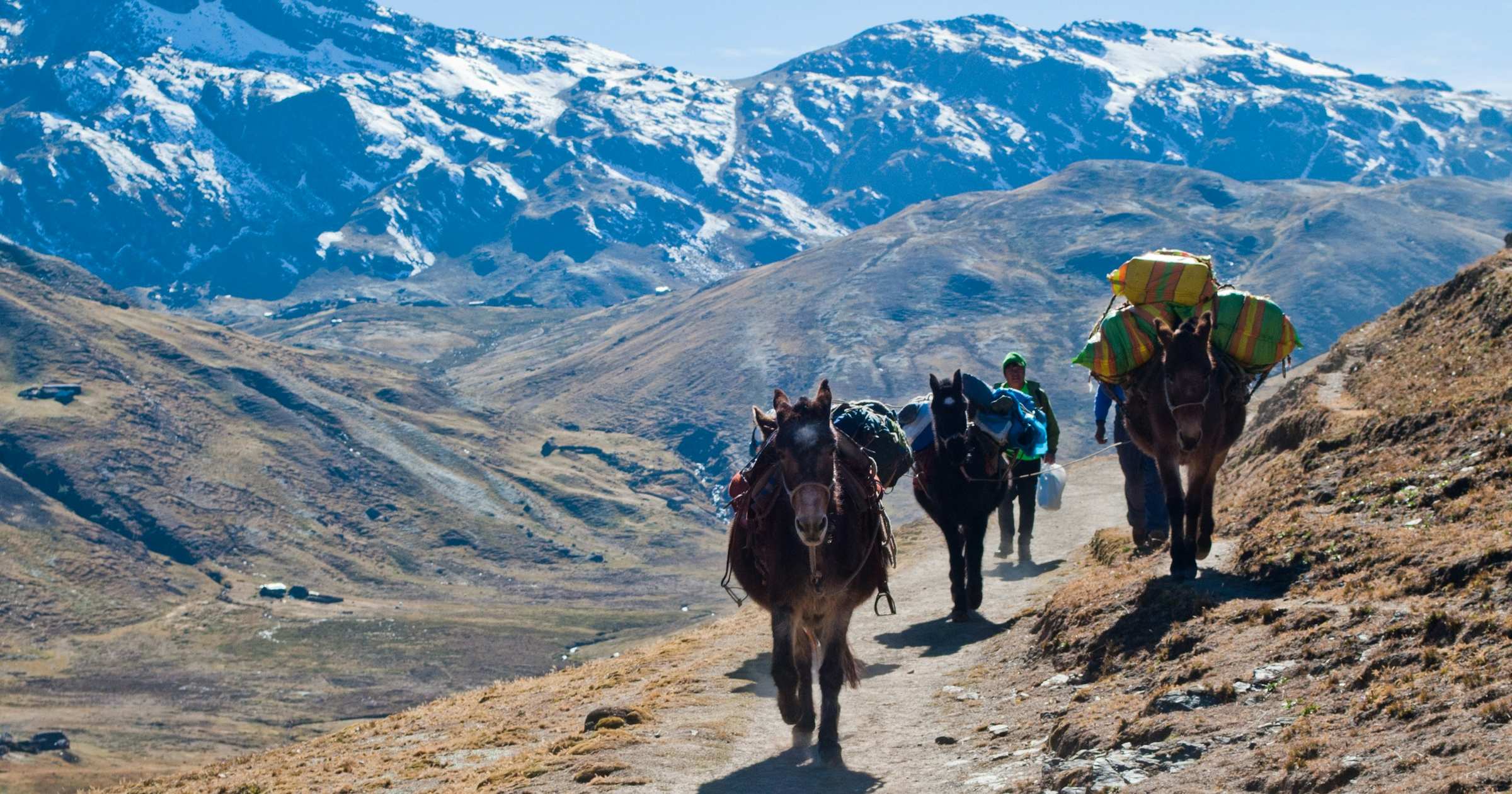 Pack mules and a traveller crossing an Andean mountain pass in South America